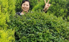 高N车多肉公交车